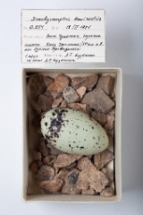 eggs_museum_Branchyramphus_brevirostris201009241323