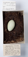 eggs_museum_Branchyramphus_marmoratus201009241328