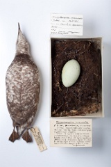 eggs_museum_Branchyramphus_marmoratus201009241329