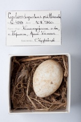 eggs_museum_Cyclorrhynchus_psittacula201009241143