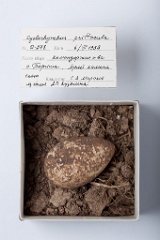 eggs_museum_Cyclorrhynchus_psittacula201009241306