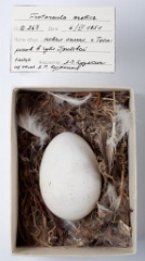 eggs_museum_Fratercula_arctica201009241252