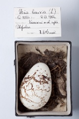 eggs_museum_Uria_lomvia201009241115