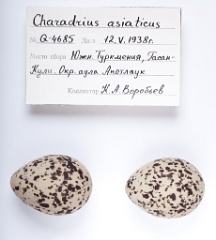 eggs_apart_Charadrius_asiaticus201010121339