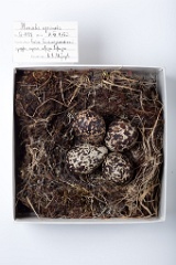 eggs_museum_Pluvialis_apricaria201009201641