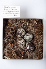eggs_museum_Pluvialis_apricaria201009201645