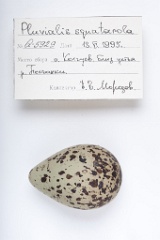 eggs_apart_Pluvialis_squatarola201009201607