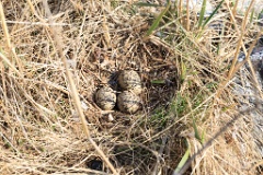 nest1458_eggs_nature_Haematopus_ostralegus_2014_0521_1555-2
