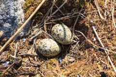 nest1464_eggs_nature_Haematopus_ostralegus_2014_0525_1055-2
