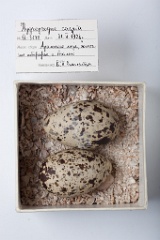 eggs_museum_Hydroprogne_caspia201009231759