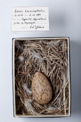 eggs_museum_Larus_brunnicephalus201009231151