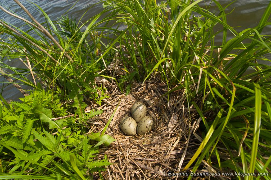 eggs_nature_Larus_canus200705281523.jpg