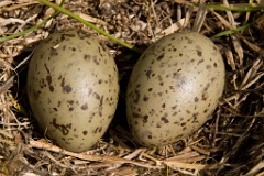 eggs_nature_Larus_canus200705281506