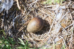 nest14106_eggs_nature_Larus_canus_2014_0625_1114-3