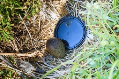 nest14106_eggs_nature_Larus_canus_2014_0625_1115