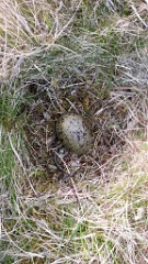 nest1460_eggs_nature_Larus_canus_2014_0520_2003-2