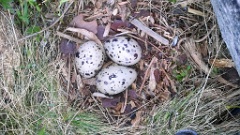 nest1465_eggs_nature_Larus_canus_2014_0524_1944