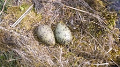 nest1473_eggs_nature_Larus_canus_2014_0526_1348