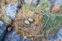 nest1473_eggs_nature_Larus_canus_2014_0526_1349-5