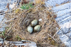 nest1475_eggs_nature_Larus_canus_2014_0526_1402-5