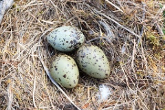 nest1475_eggs_nature_Larus_canus_2014_0526_1402