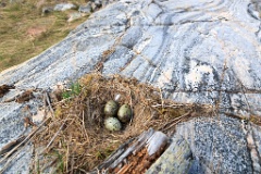 nest1475_eggs_nature_Larus_canus_2014_0526_1403