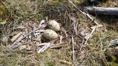 nest1478_eggs_nature_Larus_canus_2014_0526_1409