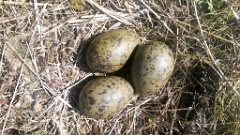 nest1490_eggs_nature_Larus_canus_2014_0528_1514