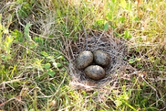 nest1490_eggs_nature_Larus_canus_2014_0615_2133-2