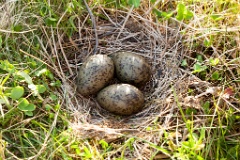 nest1490_eggs_nature_Larus_canus_2014_0615_2133