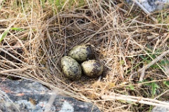 nest1493_eggs_nature_Larus_canus_2014_0530_0810
