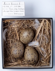 eggs_museum_Larus_fuscus201009231340