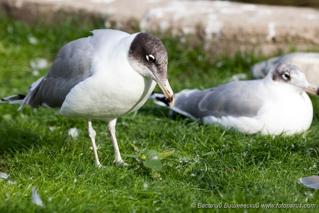 bird_zoo_Larus_ichthyaetus_2014_0927_1613-4.jpg