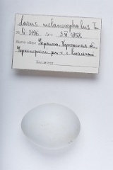 eggs_apart_Larus_melanocephalus201009231247