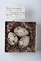eggs_museum_Larus_melanocephalus201009231241