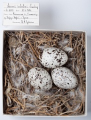 eggs_museum_Larus_relictus201009231142