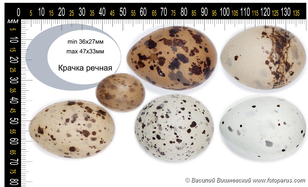 collection_eggs_Sterna_hirundo201009271444.jpg - Коллекция птичьих яиц в натуральную величину. Крачка речная, Sterna hirundo, Common Tern. Collection of the bird's eggs full-scale.