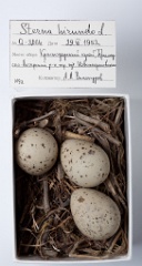 eggs_museum_Sterna_hirundo201009231714