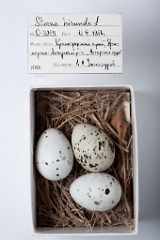 eggs_museum_Sterna_hirundo201009231717