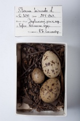 eggs_museum_Sterna_hirundo201009231722