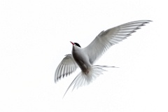 birds_flying_Sterna_paradisaea_2014_0627_1202