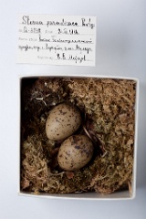 eggs_museum_Sterna_paradisaea201009231657