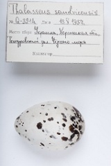 eggs_apart_Thalasseus_sandvicensis201009231644-1