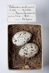eggs_museum_Thalasseus_sandvicensis201009231638