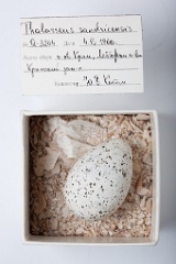 eggs_museum_Thalasseus_sandvicensis201009231646