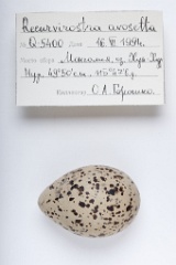 eggs_apart_Recurvirostra_avosetta201009211240-1