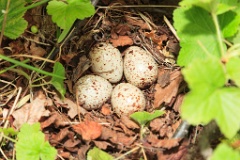 nest14112_eggs_nature_Actitis_hypoleucos_2014_0627_1152