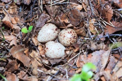 nest1487_eggs_nature_Actitis_hypoleucos_2014_0527_1847