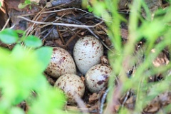 nest1487_eggs_nature_Actitis_hypoleucos_2014_0617_2107