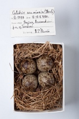eggs_museum_Calidris_acuminata201009221230